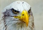 Pat Rutter - Eagle - Wildlife